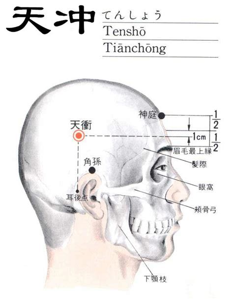 氣沖穴|氣沖:功能作用,治法,定位,解剖,主治,操作,臨床運用,配伍,附註,相關。